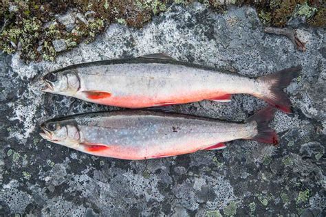  Arctic Char - En Finsk Köttfisk Med En Överraskande Livsstil!