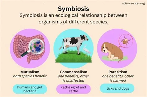  Igelbäck! En fascinerande art som lever i symbios med sönderfall och jordens mikrokosmos