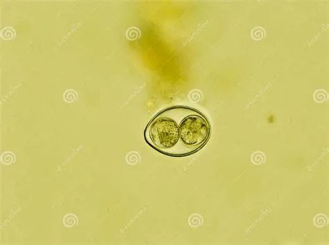  Isospora - En mikroskopisk parasit som ger din katt en otrevlig överraskning!