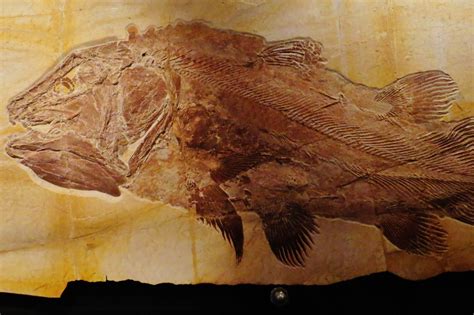  Ormfisk! En levande fossil från djupet som fascinerar med sin unika evolutionära historia