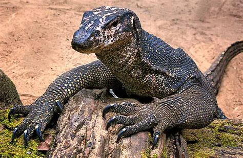  Water Monitor - En Fascinerande Ödla med Slät och Skinande Hud som Trivs i Tropiska Vattenmiljöer!