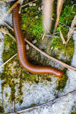  Xystocheirus giganteus: Ett Myller av Ben som Glides Fram i Skogen med Omtanke!